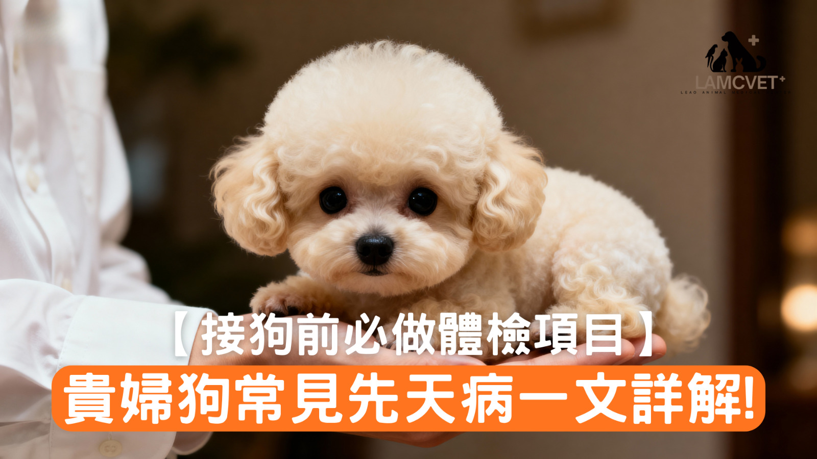 貴婦狗接狗前必做體檢項目 - 萊奧動物醫療中心專業指南